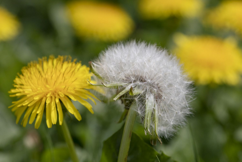 Weeds in Oklahoma, Dandelions in an Oklahoma yard.